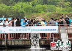<b>“以鱼治水”护生态！50万尾鱼苗摇头晃脑游入千岛湖</b>